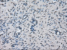 PRL Antibody in Immunohistochemistry (Paraffin) (IHC (P))