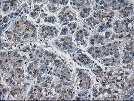 PRL Antibody in Immunohistochemistry (Paraffin) (IHC (P))