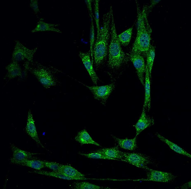 PRL1 Antibody in Immunocytochemistry (ICC/IF)