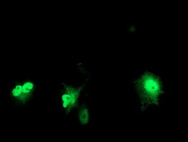 PRMT2 Antibody in Immunocytochemistry (ICC/IF)