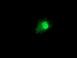 PRMT2 Antibody in Immunocytochemistry (ICC/IF)