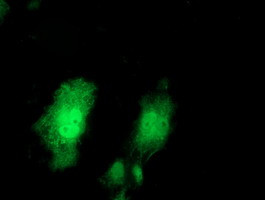 PRMT2 Antibody in Immunocytochemistry (ICC/IF)