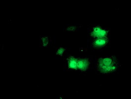 PRMT2 Antibody in Immunocytochemistry (ICC/IF)