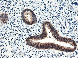 PRMT2 Antibody in Immunohistochemistry (Paraffin) (IHC (P))