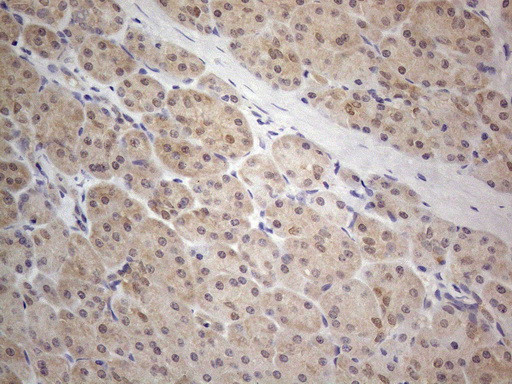 PRMT5 Antibody in Immunohistochemistry (Paraffin) (IHC (P))