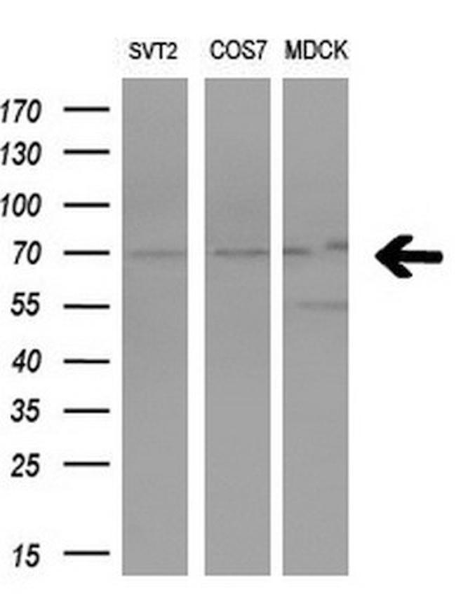 PRMT5 Antibody in Western Blot (WB)