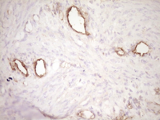 PROCR Antibody in Immunohistochemistry (Paraffin) (IHC (P))