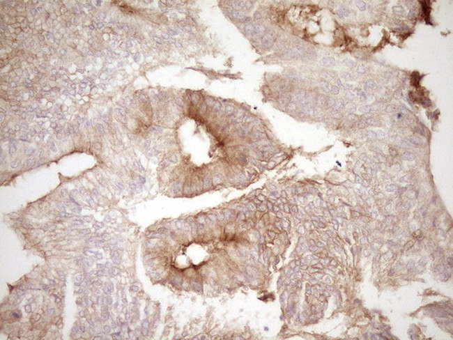 PROCR Antibody in Immunohistochemistry (Paraffin) (IHC (P))