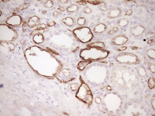 PROCR Antibody in Immunohistochemistry (Paraffin) (IHC (P))