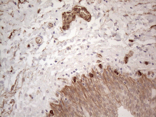 PROCR Antibody in Immunohistochemistry (Paraffin) (IHC (P))