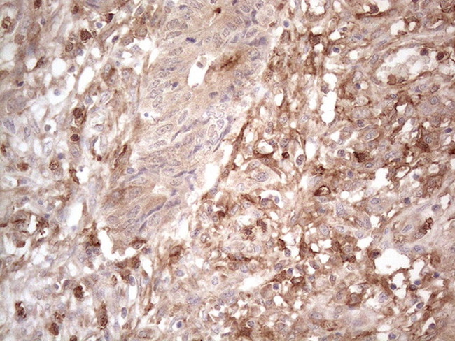 PROCR Antibody in Immunohistochemistry (Paraffin) (IHC (P))