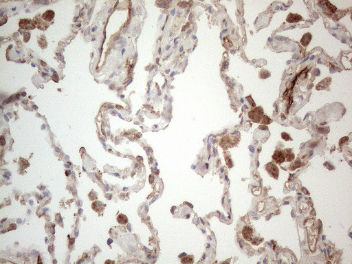 PROCR Antibody in Immunohistochemistry (Paraffin) (IHC (P))