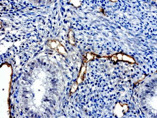 PROCR Antibody in Immunohistochemistry (Paraffin) (IHC (P))