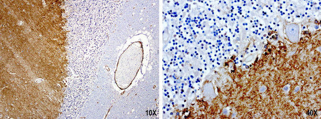 PROCR Antibody in Immunohistochemistry (Paraffin) (IHC (P))