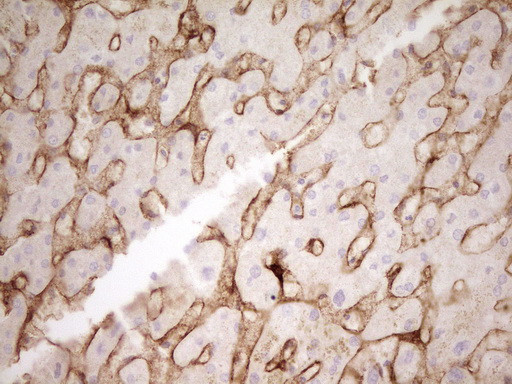 PROCR Antibody in Immunohistochemistry (Paraffin) (IHC (P))