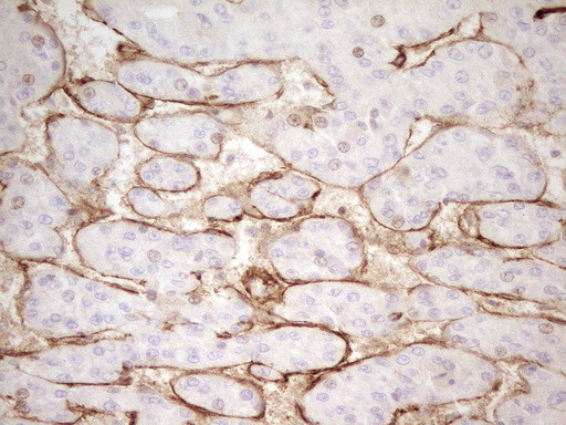 PROCR Antibody in Immunohistochemistry (Paraffin) (IHC (P))