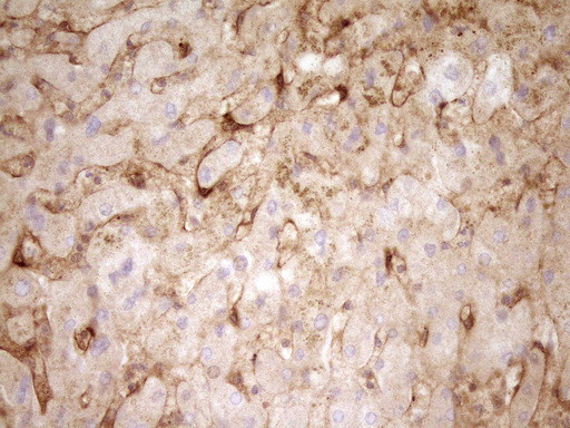 PROCR Antibody in Immunohistochemistry (Paraffin) (IHC (P))