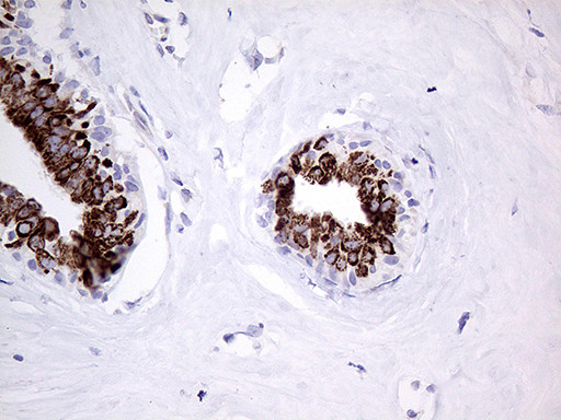 PRODH Antibody in Immunohistochemistry (Paraffin) (IHC (P))