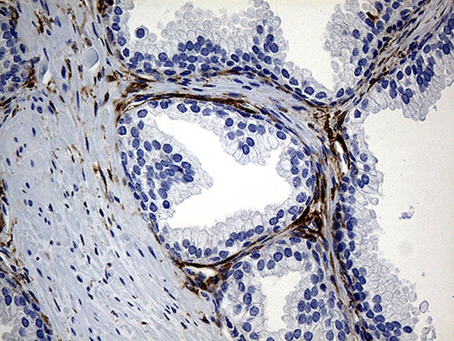 PRODH Antibody in Immunohistochemistry (Paraffin) (IHC (P))