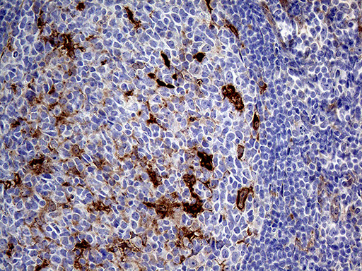 PRODH Antibody in Immunohistochemistry (Paraffin) (IHC (P))