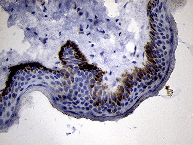 PRODH Antibody in Immunohistochemistry (Paraffin) (IHC (P))