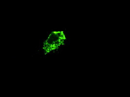 PROM2 Antibody in Immunocytochemistry (ICC/IF)