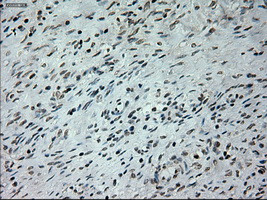 PROM2 Antibody in Immunohistochemistry (Paraffin) (IHC (P))