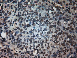 PROM2 Antibody in Immunohistochemistry (Paraffin) (IHC (P))