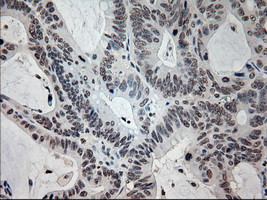 PROM2 Antibody in Immunohistochemistry (Paraffin) (IHC (P))