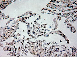 PROM2 Antibody in Immunohistochemistry (Paraffin) (IHC (P))