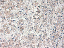 PROM2 Antibody in Immunohistochemistry (Paraffin) (IHC (P))