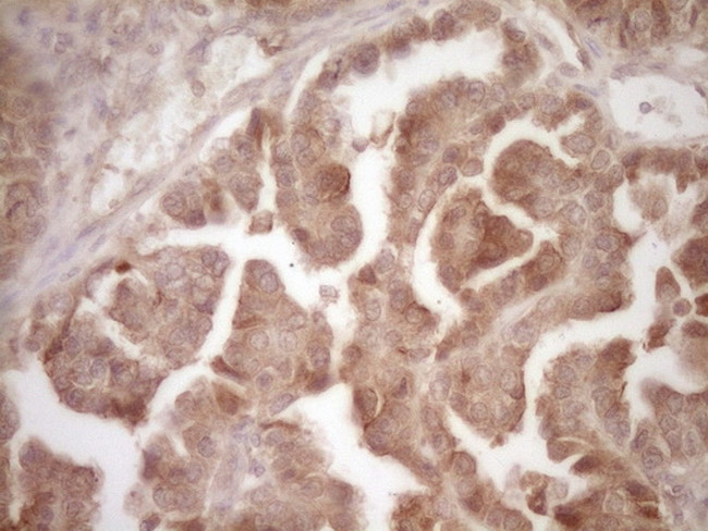 PROZ Antibody in Immunohistochemistry (Paraffin) (IHC (P))