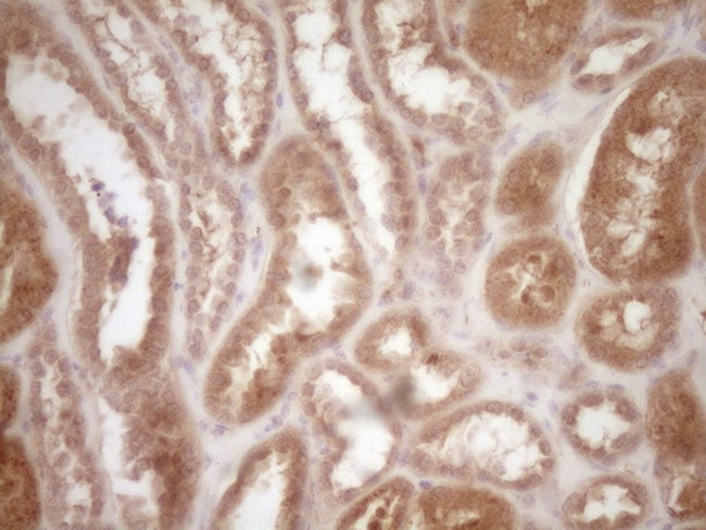 PROZ Antibody in Immunohistochemistry (Paraffin) (IHC (P))