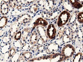 PRPSAP2 Antibody in Immunohistochemistry (Paraffin) (IHC (P))