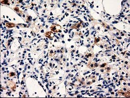 PRPSAP2 Antibody in Immunohistochemistry (Paraffin) (IHC (P))