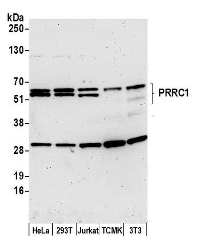 PRRC1 Antibody in Western Blot (WB)