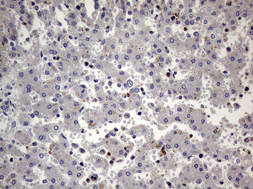 PRRT2 Antibody in Immunohistochemistry (Paraffin) (IHC (P))