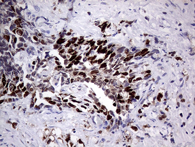 PRRT2 Antibody in Immunohistochemistry (Paraffin) (IHC (P))