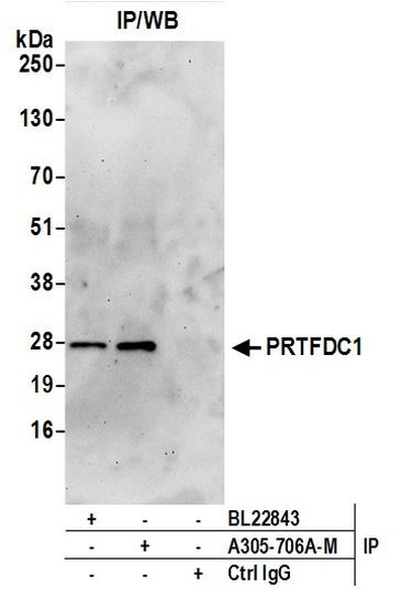 PRTFDC1 Antibody in Immunoprecipitation (IP)