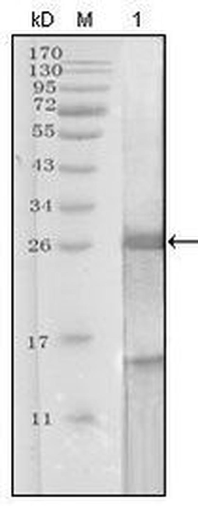 PSA Antibody in Western Blot (WB)