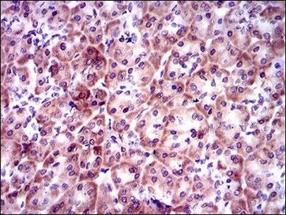 PSAP Antibody in Immunohistochemistry (Paraffin) (IHC (P))