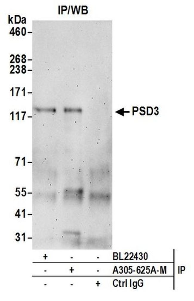 PSD3 Antibody in Western Blot (WB)