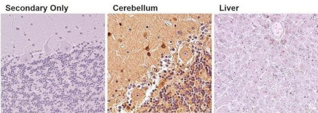 PSD-95 Antibody