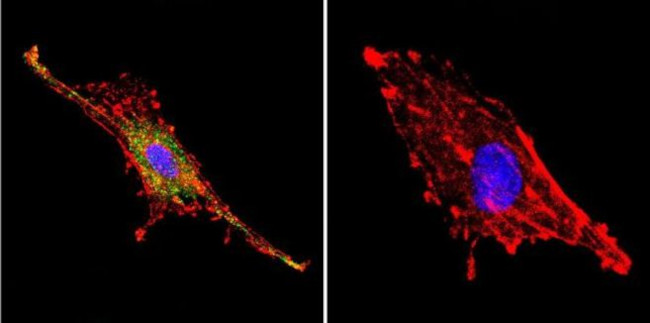 PSD-95 Antibody in Immunocytochemistry (ICC/IF)