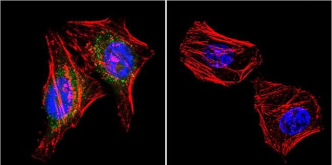 PSD-95 Antibody in Immunocytochemistry (ICC/IF)