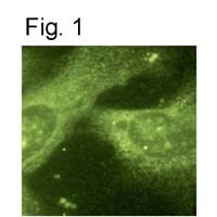 Presenilin 1 Antibody in Immunocytochemistry (ICC/IF)