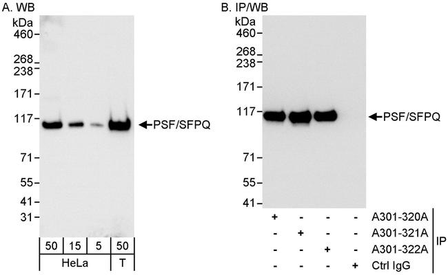 PSF/SFPQ Antibody in Western Blot (WB)