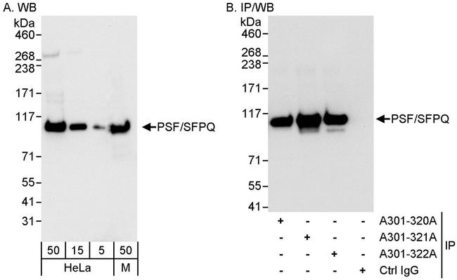 PSF/SFPQ Antibody in Western Blot (WB)