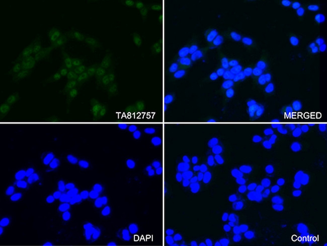 PSMA1 Antibody in Immunocytochemistry (ICC/IF)