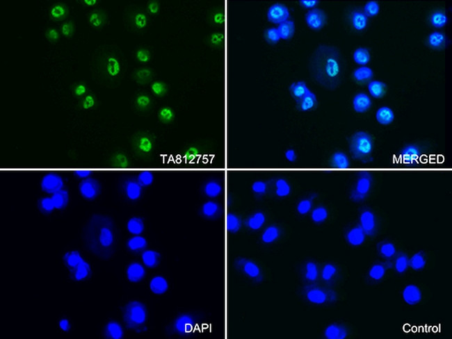 PSMA1 Antibody in Immunocytochemistry (ICC/IF)